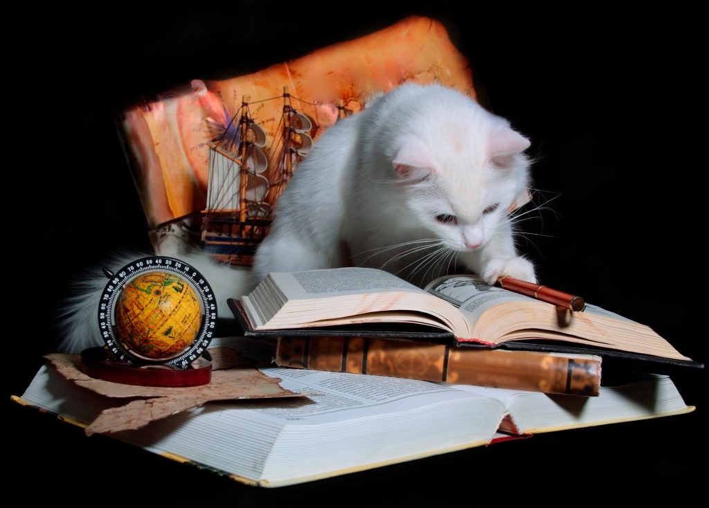 The white cat attentively studies books, maps and are planned by travel route.