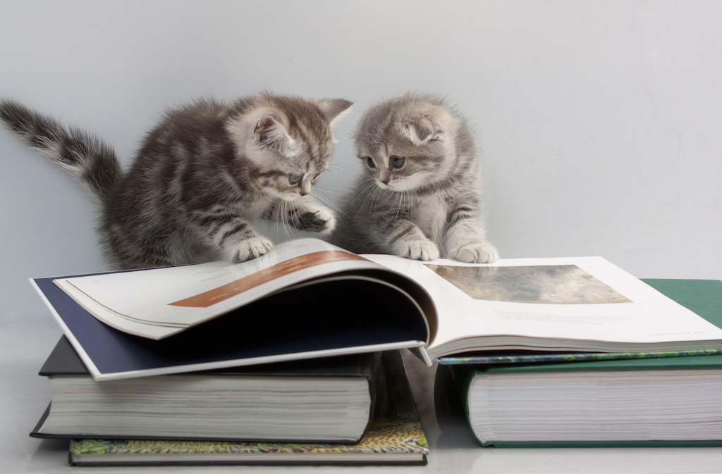 Scottish Fold cats are considering a book