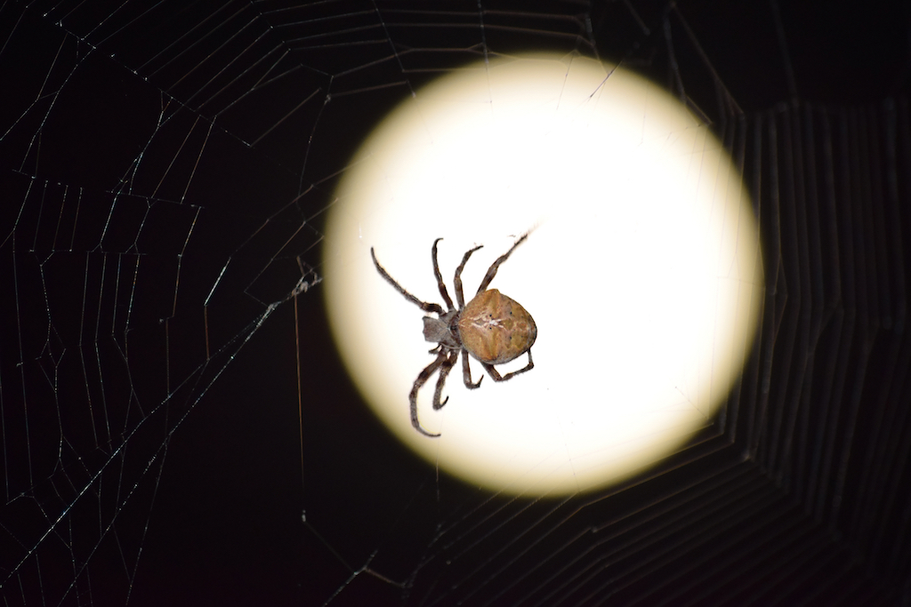 Araneus Spider on background of the moon