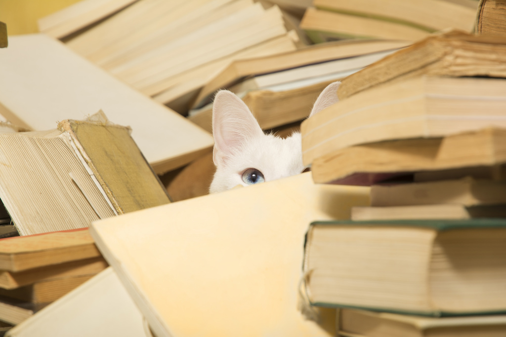 White cat hidden behind a pile of books is peeking with its beautiful blue eye. Cat has a difference in coloration of the eyes, known also as heterochromia iridum.  Selective focus.