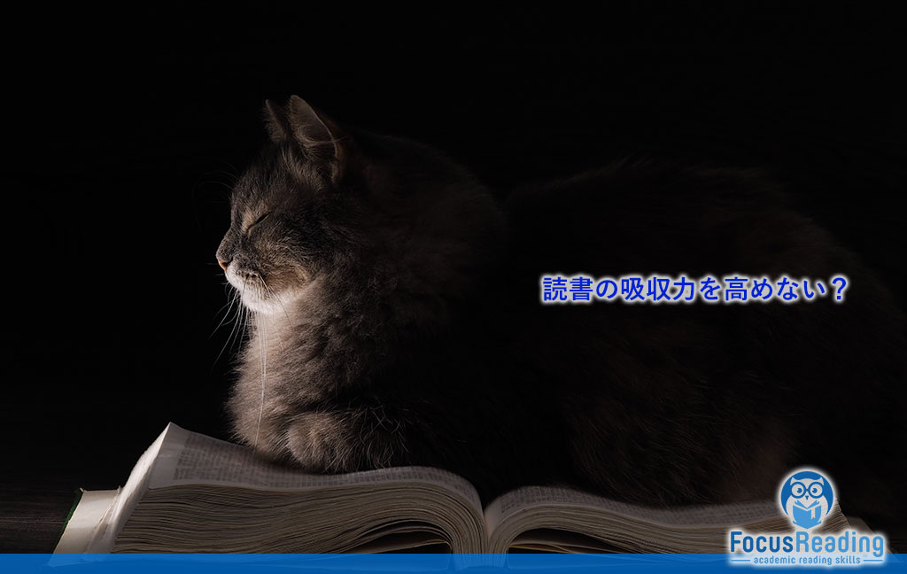 cat-with-book-on-black